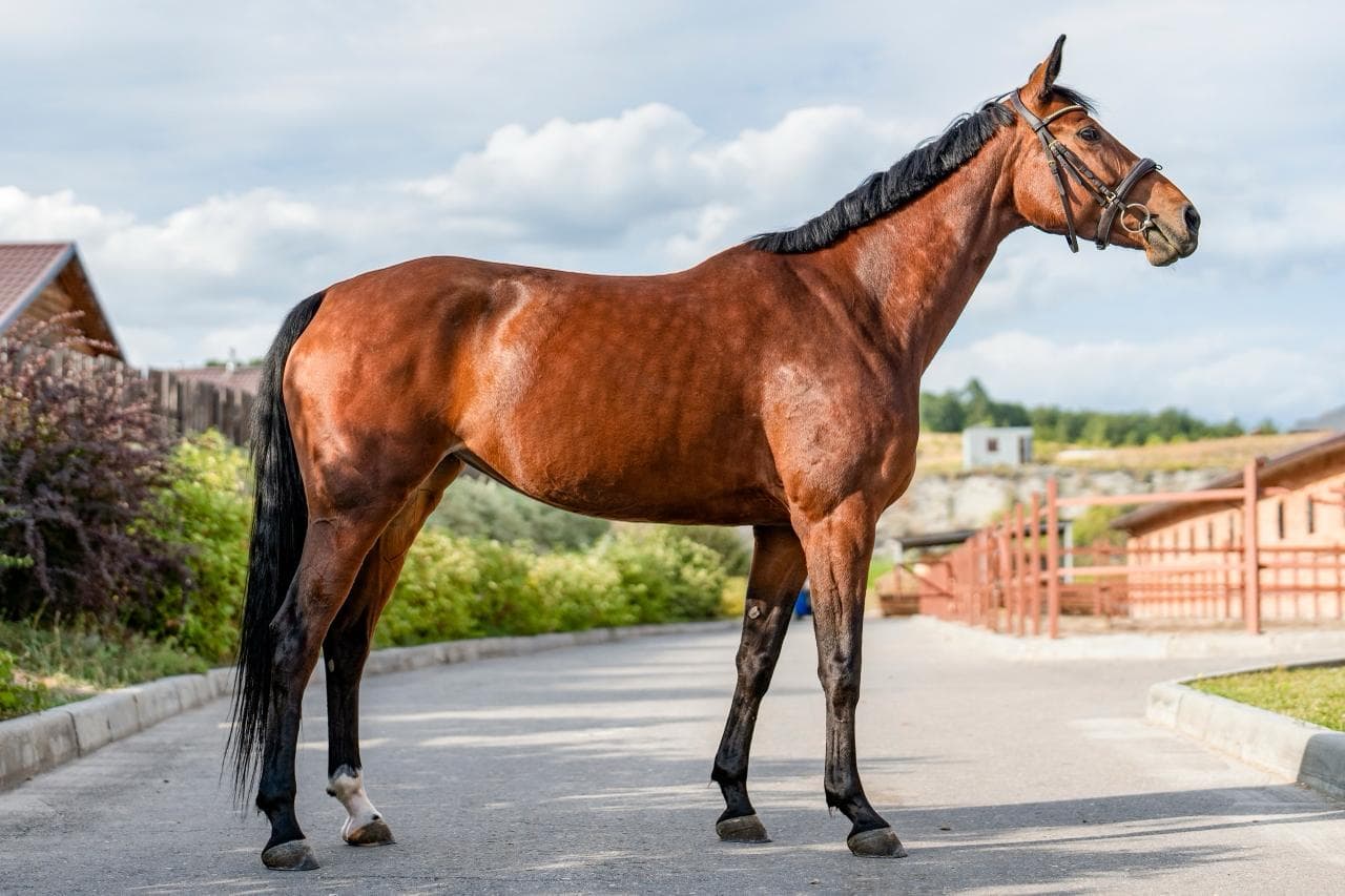 Пеле QH - полный вид