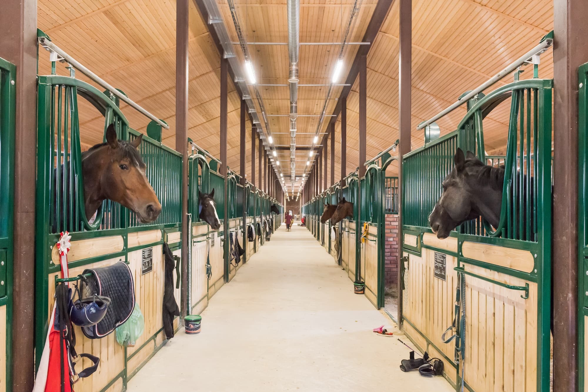 Золотой всадник Гермеса 1 сезон